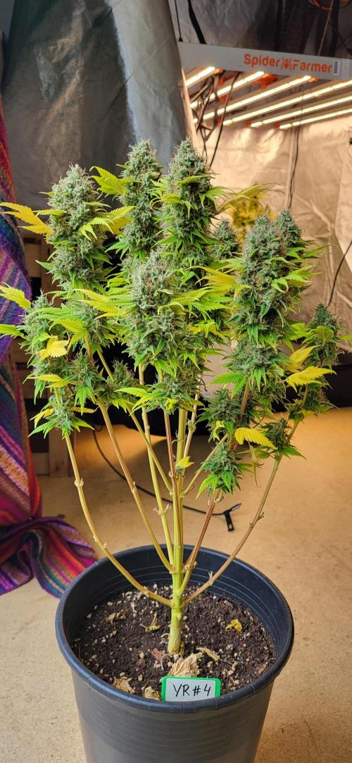 Terps_Germany. Week 10