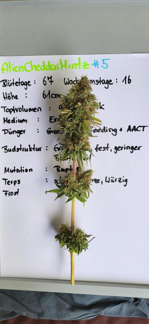 Terps_Germany. Week 10