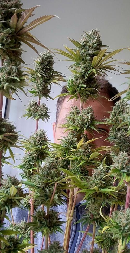 Terps_Germany. Week 10