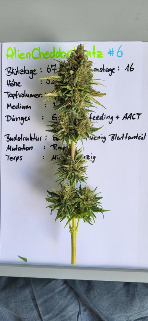 Terps_Germany. Week 10