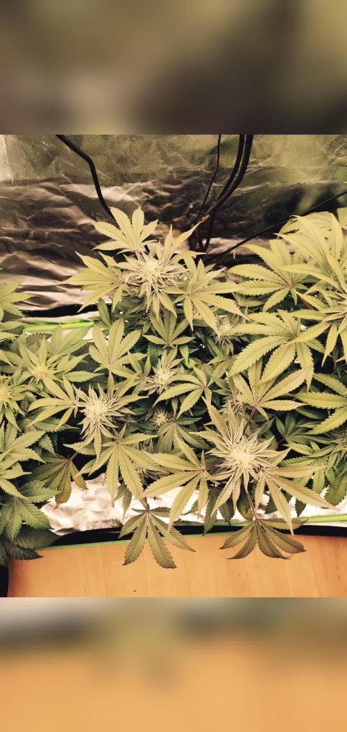 Cookies & Cream - Exotic Genetix