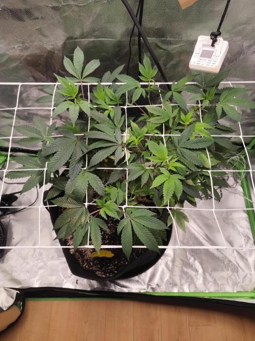 Cookies & Cream - Exotic Genetix. Week 1