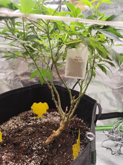 Cookies & Cream - Exotic Genetix. Week 1