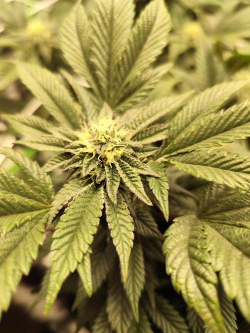 Cookies & Cream - Exotic Genetix. Week 4