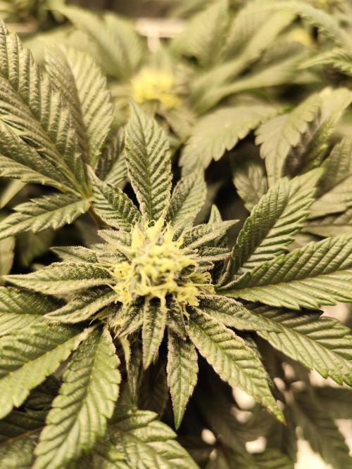 Cookies & Cream - Exotic Genetix. Week 4