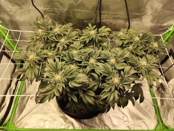 Cookies & Cream - Exotic Genetix. Week 4