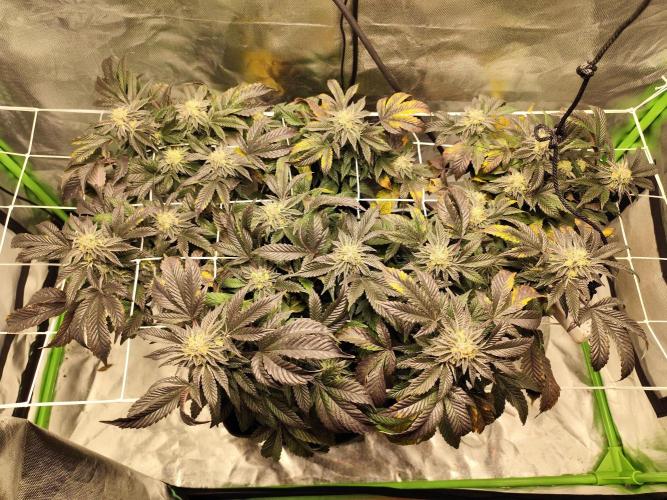 Cookies & Cream - Exotic Genetix. Week 6