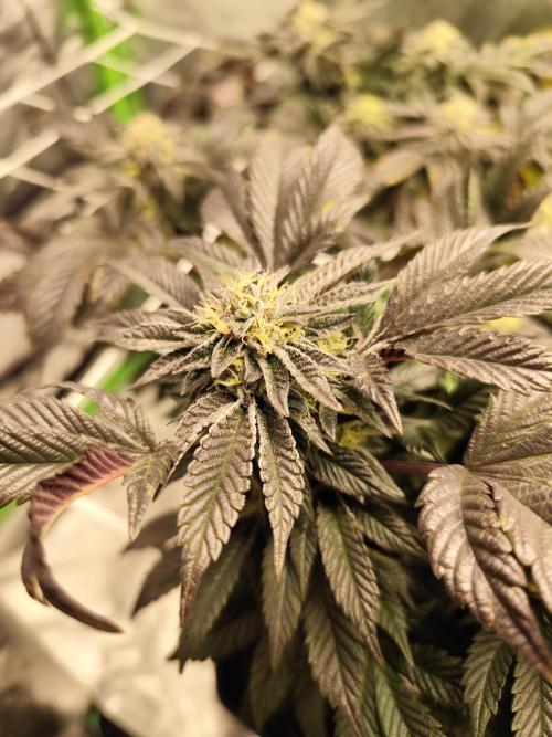 Cookies & Cream - Exotic Genetix. Week 6