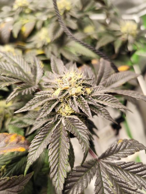 Cookies & Cream - Exotic Genetix. Week 6