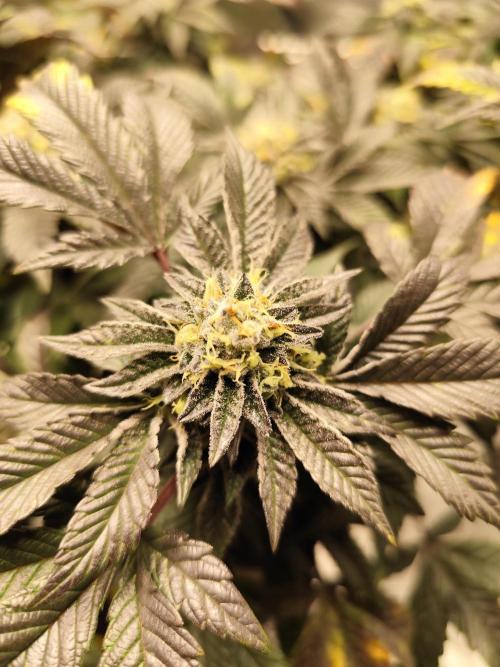 Cookies & Cream - Exotic Genetix. Week 6