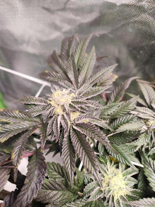 Cookies & Cream - Exotic Genetix. Week 6