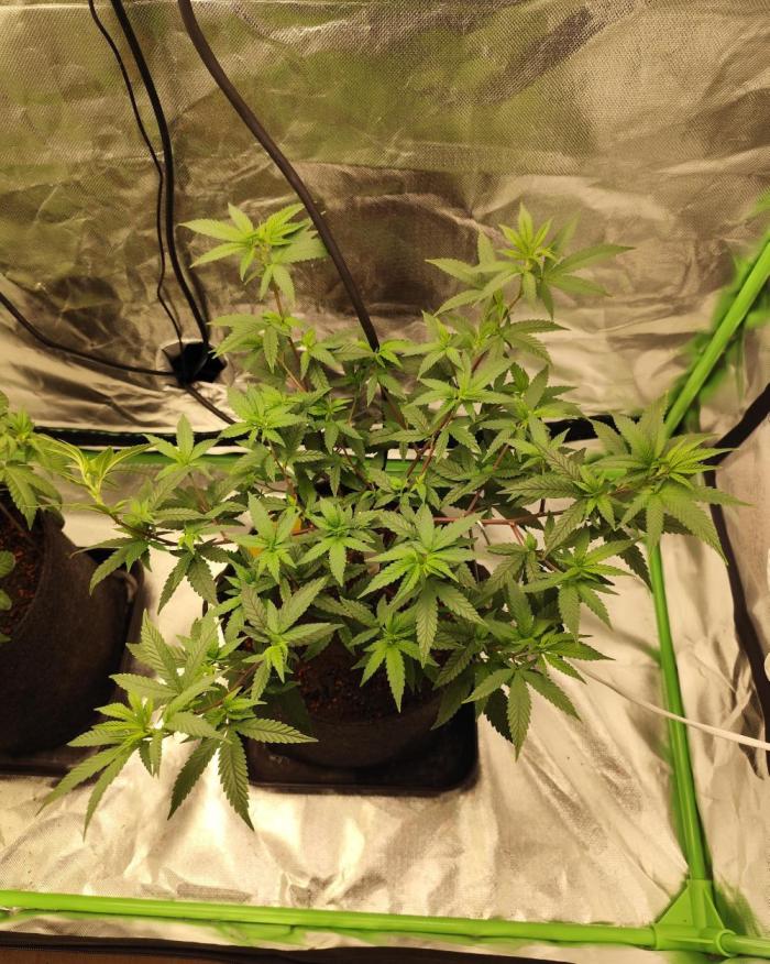 Blueberry Muffin. Week 4