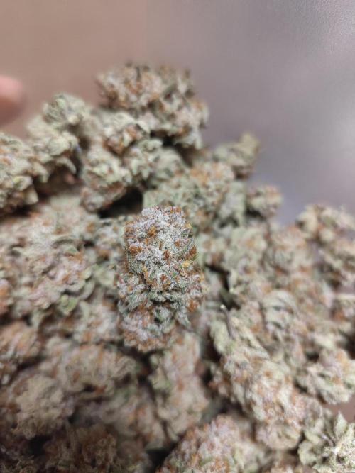 Blueberry Muffin. Week 8