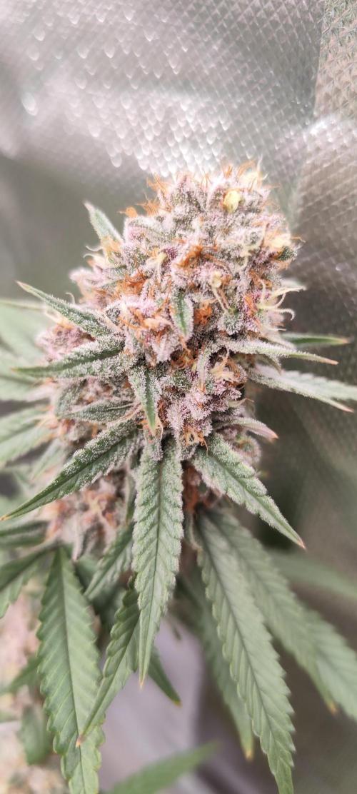 Blueberry Muffin. Week 8