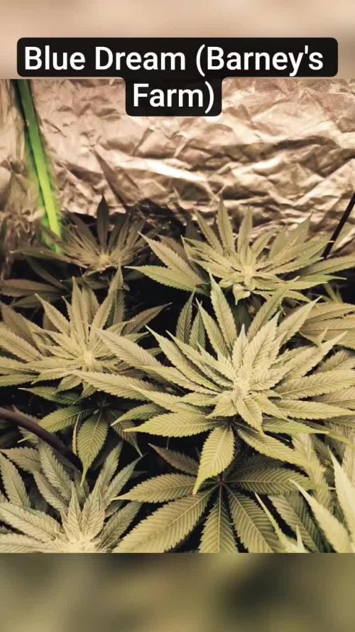 3 strains Coco grow