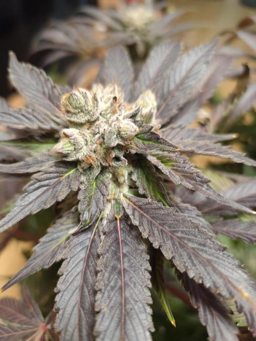 3 strains Coco grow. Week 9