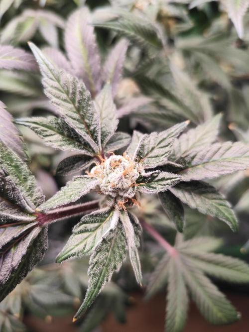 3 strains Coco grow. Week 9