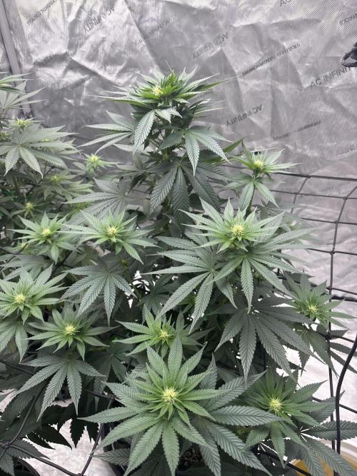 Hulkberry - Fem. Week 8 - Just entering 8th week