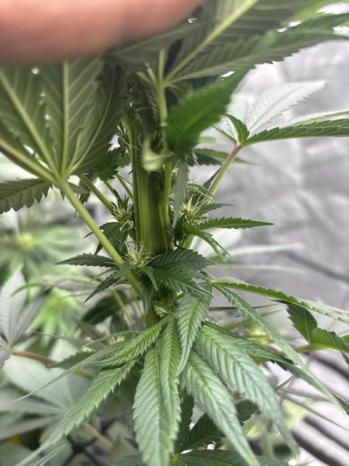 Hulkberry - Fem. Week 8 - Mutation formed called Fasciation