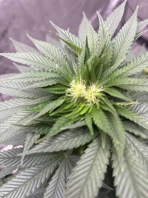 Hulkberry - Fem. Week 8 - Fasciation From top view