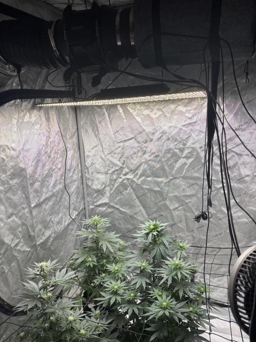 Hulkberry - Fem. Week 8 - Tent view with an OG Kush and a Cookies Gelato