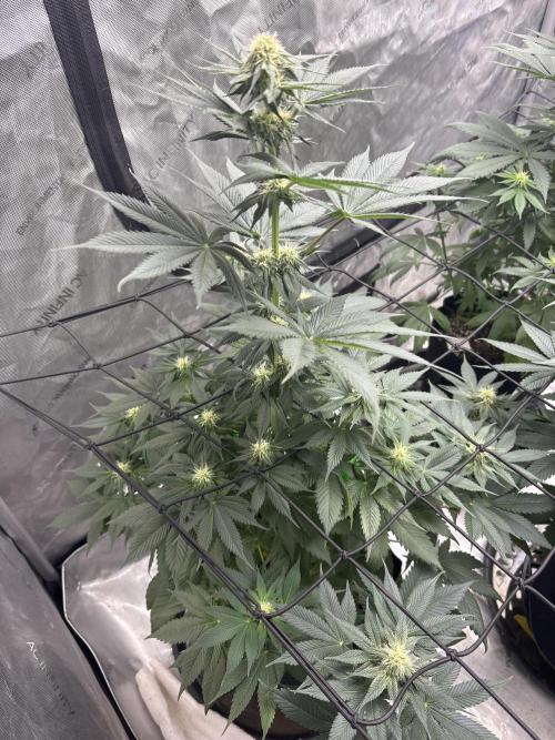 Cookies Gelato. Week 8