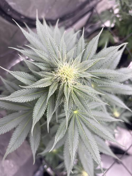 Cookies Gelato. Week 8