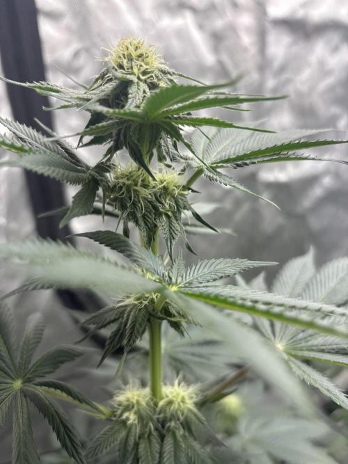 Cookies Gelato. Week 8