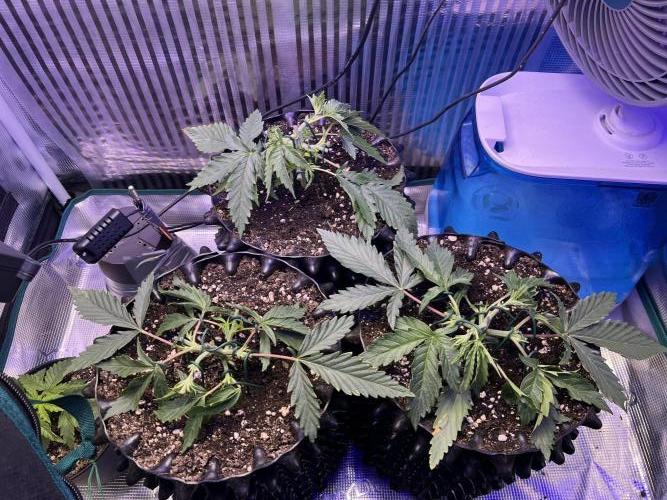 Copy Cat Super Drip S1. Week 3 - Week 3 Day 3