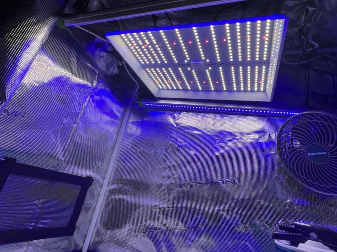 Copy Cat Super Drip S1. Week 0