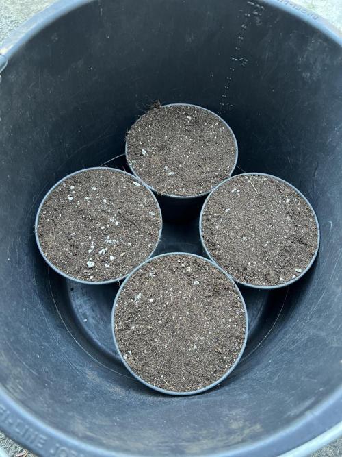 Copy Cat Super Drip S1. Week 0 - Tag 1: Vorbereitung der Erde 