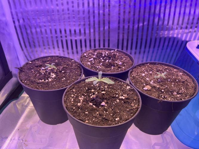 Copy Cat Super Drip S1. Week 1 - Start Woche 1 Veg