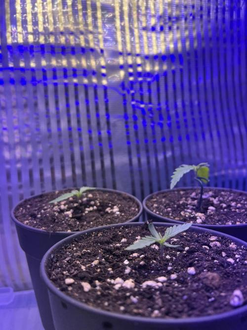 Copy Cat Super Drip S1. Week 1 - Veg 1 Day 4