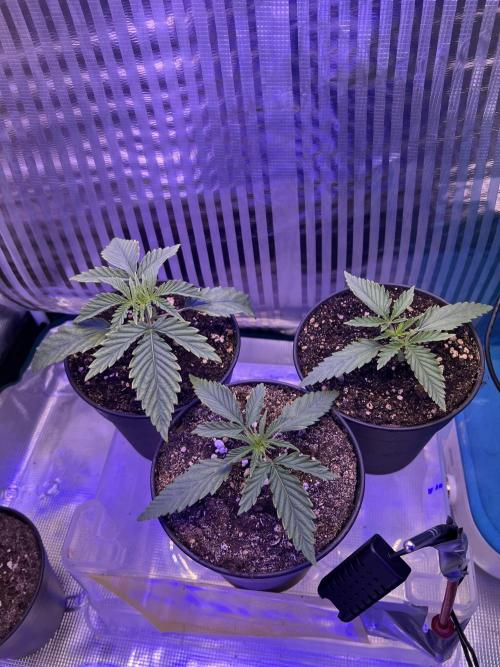 Copy Cat Super Drip S1. Week 2 - Week 2 Day 2