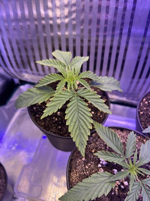 Copy Cat Super Drip S1. Week 2 - Week 2 Day 2