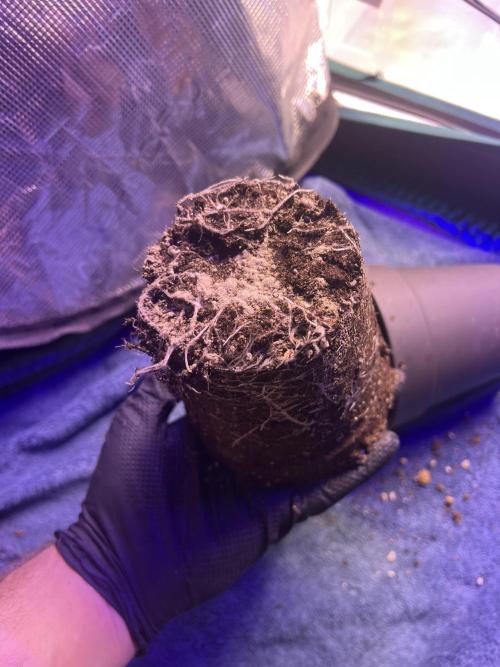 Copy Cat Super Drip S1. Week 2 - White-Shark-Mykorrhiza-Pulver