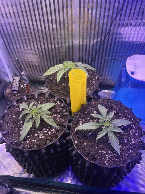 Copy Cat Super Drip S1. Week 2 - 5L Töpfe mit Gelbtafel