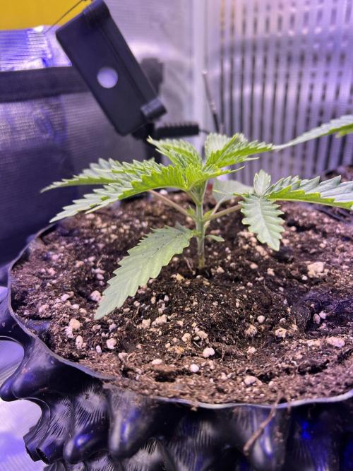 Copy Cat Super Drip S1. Week 2 - Week 2 Day 4