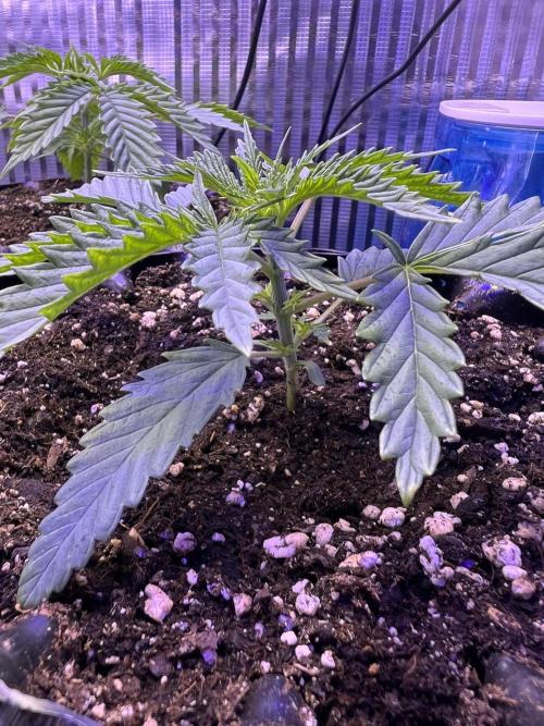 Copy Cat Super Drip S1. Week 2 - Week 2 Day 4