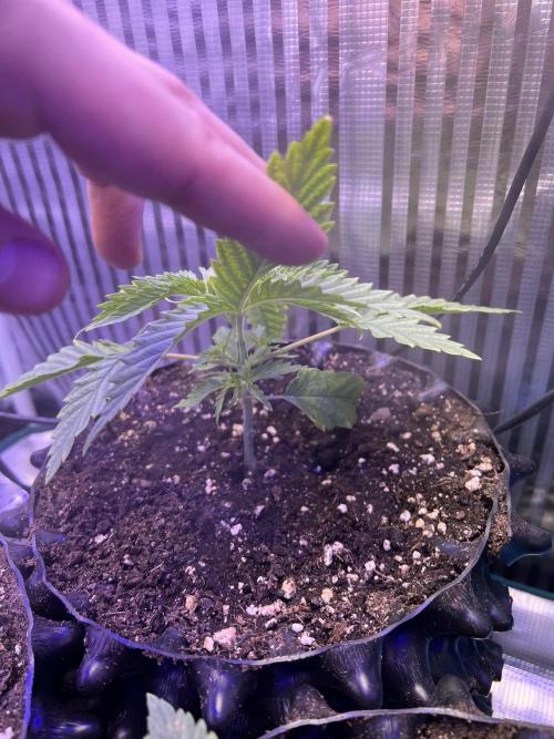 Copy Cat Super Drip S1. Week 2 - Week 2 Day 4, Leader