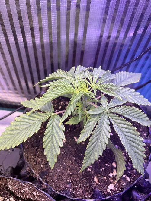 Copy Cat Super Drip S1. Week 2 - Week 2 Day 4