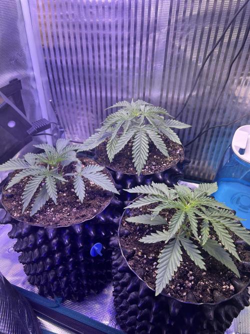 Copy Cat Super Drip S1. Week 2 - Week 2 Day 5 before Topping