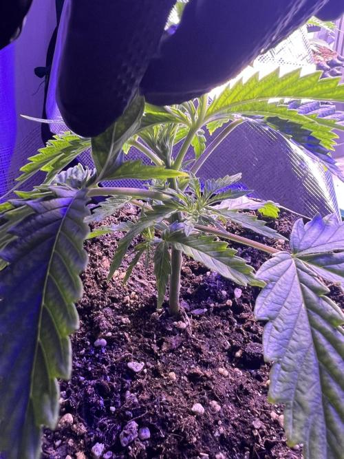 Copy Cat Super Drip S1. Week 2 - Week 2 Day 5 before Topping