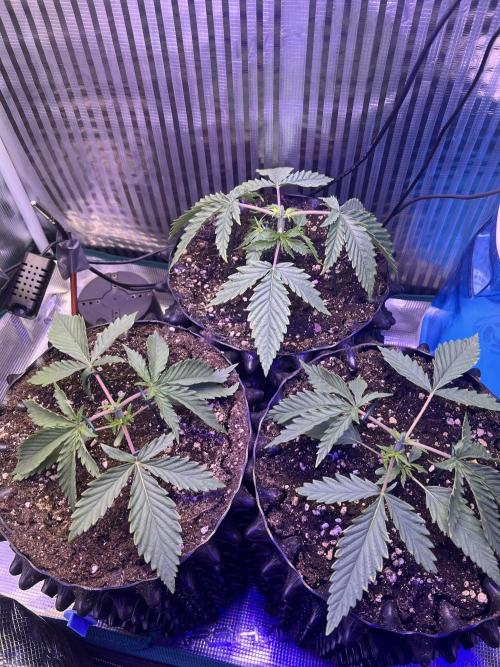 Copy Cat Super Drip S1. Week 2 - Week 2 Day 5 after Topping