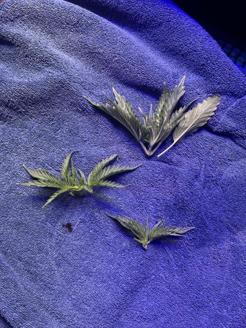 Copy Cat Super Drip S1. Week 2 - topped tips