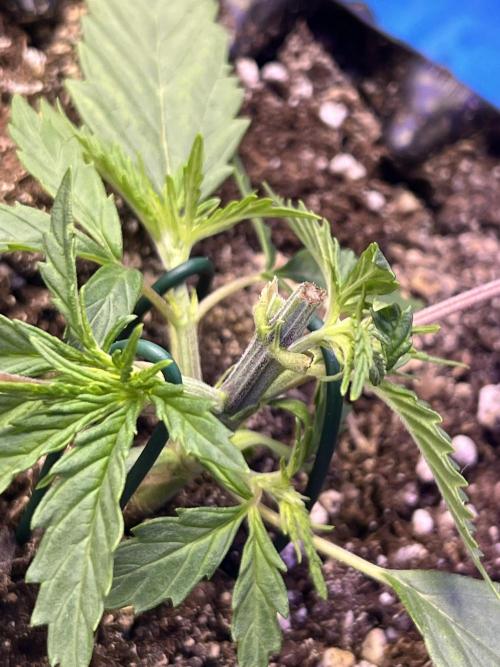 Copy Cat Super Drip S1. Week 2 - Broken Top