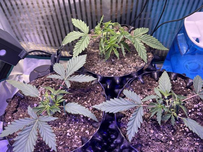 Copy Cat Super Drip S1. Week 2 - Week 2 Day 7