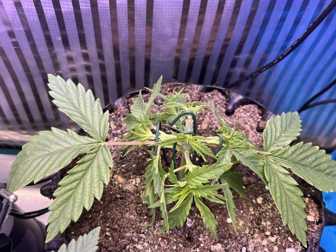 Copy Cat Super Drip S1. Week 2 - Week 2 Day 7 - strong one 