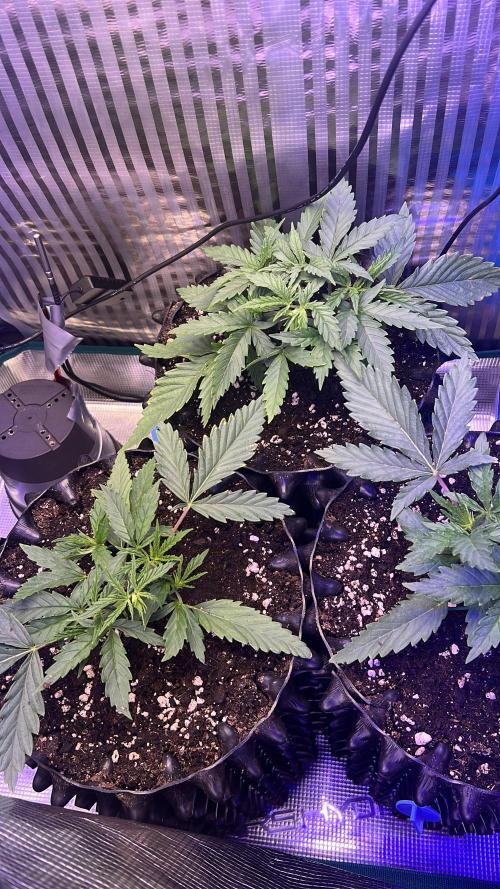 Copy Cat Super Drip S1. Week 3 - Week 3 Day 2 