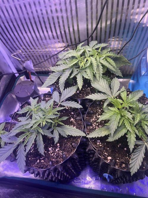 Copy Cat Super Drip S1. Week 3 - Week 3 Day 2 